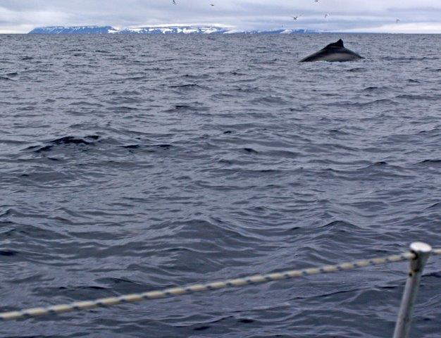 Humpback whale, with Kongsoya behind