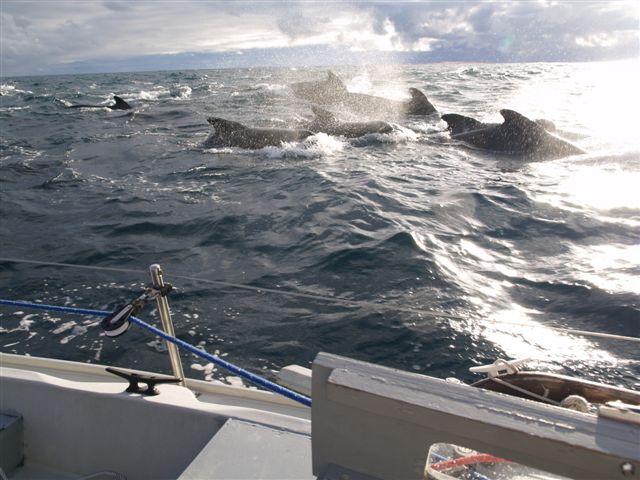 Pilot whales 130 miles west of Ireland